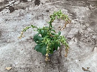 Digitalis (30x) - afbeelding 2 van  2