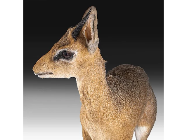 Dik-dik (madoqua) full mount, taxidermy trophy, h 55 cm - afbeelding 2 van  10