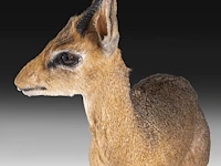 Dik-dik (madoqua) full mount, taxidermy trophy, h 55 cm - afbeelding 2 van  10