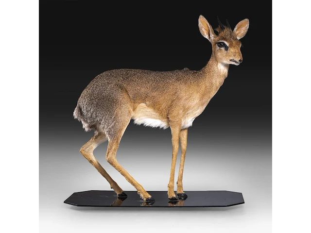 Dik-dik (madoqua) full mount, taxidermy trophy, h 55 cm - afbeelding 1 van  10