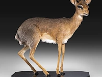 Dik-dik (madoqua) full mount, taxidermy trophy, h 55 cm