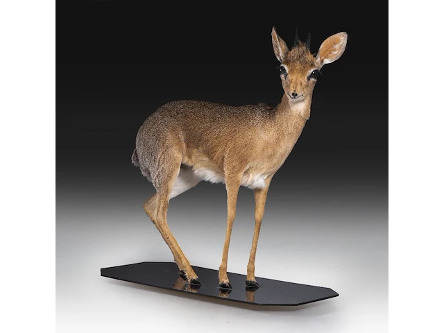 Dik-dik (madoqua) full mount, taxidermy trophy, h 55 cm - afbeelding 3 van  10