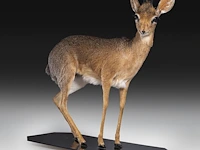 Dik-dik (madoqua) full mount, taxidermy trophy, h 55 cm - afbeelding 3 van  10