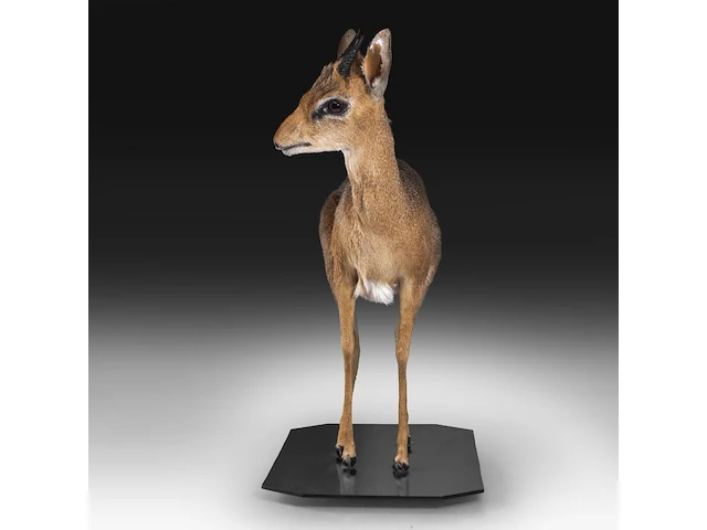 Dik-dik (madoqua) full mount, taxidermy trophy, h 55 cm - afbeelding 4 van  10