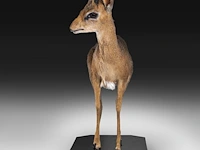 Dik-dik (madoqua) full mount, taxidermy trophy, h 55 cm - afbeelding 4 van  10