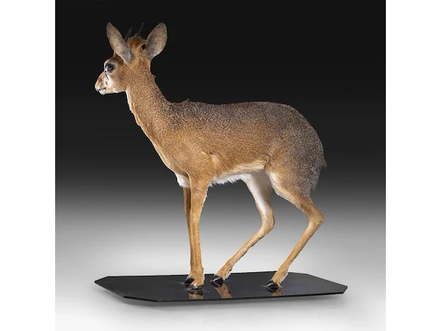 Dik-dik (madoqua) full mount, taxidermy trophy, h 55 cm - afbeelding 5 van  10