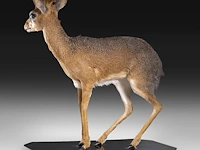 Dik-dik (madoqua) full mount, taxidermy trophy, h 55 cm - afbeelding 5 van  10