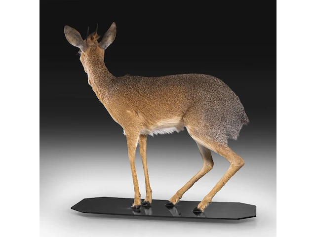 Dik-dik (madoqua) full mount, taxidermy trophy, h 55 cm - afbeelding 6 van  10