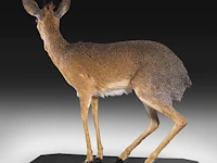 Dik-dik (madoqua) full mount, taxidermy trophy, h 55 cm - afbeelding 6 van  10