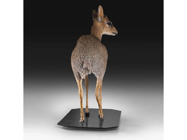 Dik-dik (madoqua) full mount, taxidermy trophy, h 55 cm - afbeelding 7 van  10