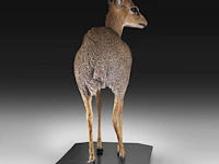 Dik-dik (madoqua) full mount, taxidermy trophy, h 55 cm - afbeelding 7 van  10