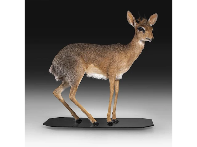 Dik-dik (madoqua) full mount, taxidermy trophy, h 55 cm - afbeelding 8 van  10