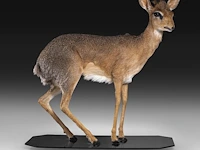 Dik-dik (madoqua) full mount, taxidermy trophy, h 55 cm - afbeelding 8 van  10