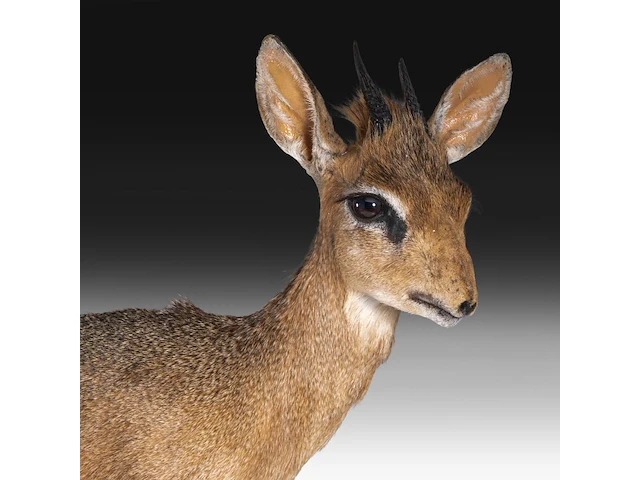Dik-dik (madoqua) full mount, taxidermy trophy, h 55 cm - afbeelding 9 van  10