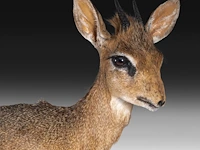 Dik-dik (madoqua) full mount, taxidermy trophy, h 55 cm - afbeelding 9 van  10