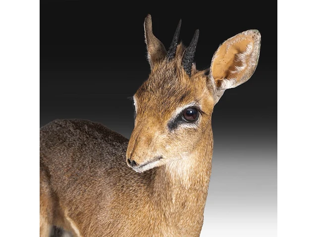 Dik-dik (madoqua) full mount, taxidermy trophy, h 55 cm - afbeelding 10 van  10