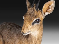 Dik-dik (madoqua) full mount, taxidermy trophy, h 55 cm - afbeelding 10 van  10