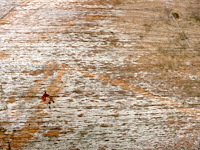 Diphano houten tuintafel (2,8m) - afbeelding 2 van  11