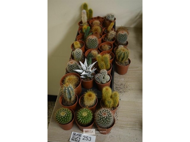 Div cactussen - afbeelding 1 van  3