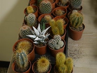 Div cactussen - afbeelding 1 van  3