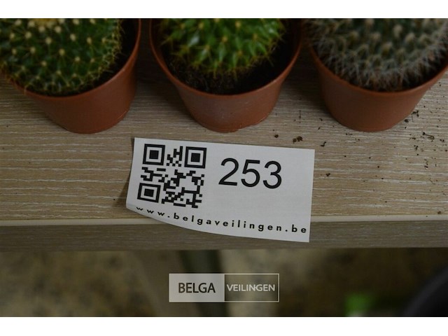 Div cactussen - afbeelding 2 van  3