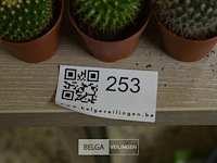 Div cactussen - afbeelding 2 van  3