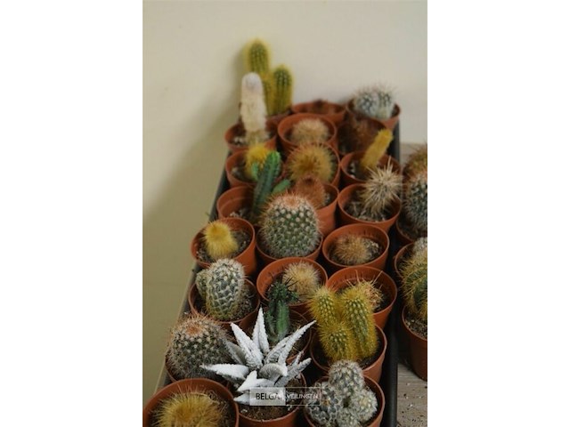 Div cactussen - afbeelding 3 van  3