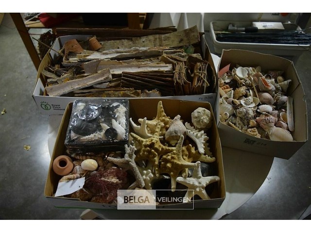 Div decoratie schelpen, zeester en houtschaafsel - afbeelding 1 van  6