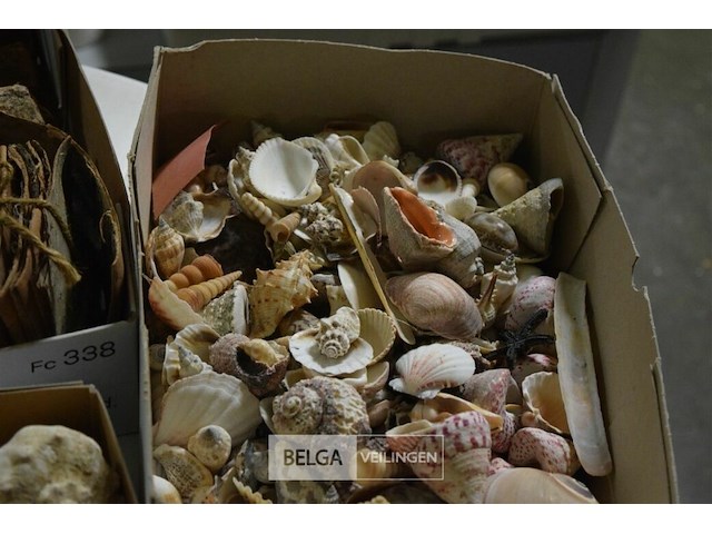 Div decoratie schelpen, zeester en houtschaafsel - afbeelding 4 van  6