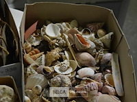 Div decoratie schelpen, zeester en houtschaafsel - afbeelding 4 van  6