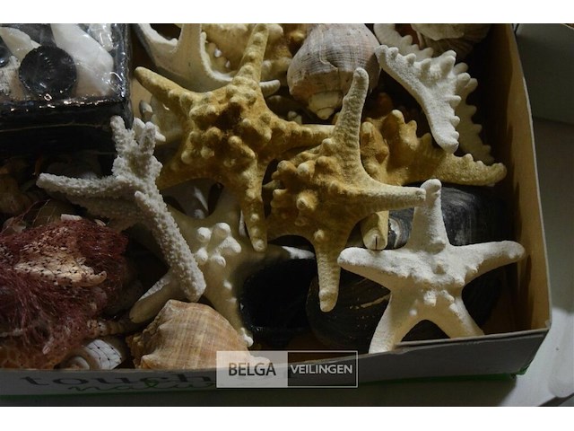 Div decoratie schelpen, zeester en houtschaafsel - afbeelding 5 van  6