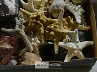 Div decoratie schelpen, zeester en houtschaafsel - afbeelding 5 van  6