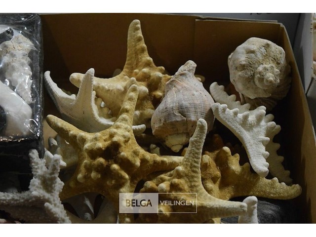 Div decoratie schelpen, zeester en houtschaafsel - afbeelding 6 van  6