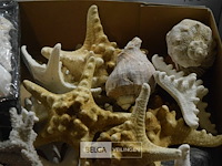 Div decoratie schelpen, zeester en houtschaafsel - afbeelding 6 van  6