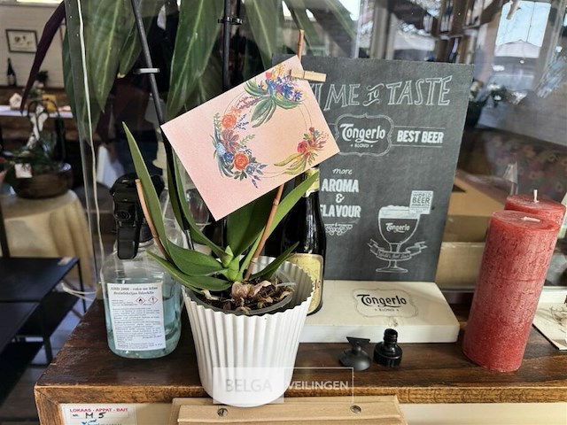 Div decoratie - afbeelding 3 van  6