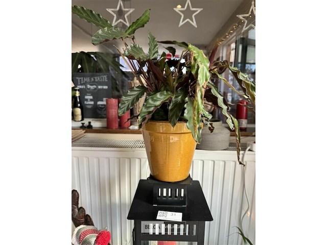 Div decoratie - afbeelding 5 van  7