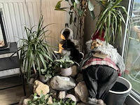 Div decoratie - afbeelding 3 van  9