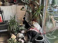 Div decoratie - afbeelding 9 van  9