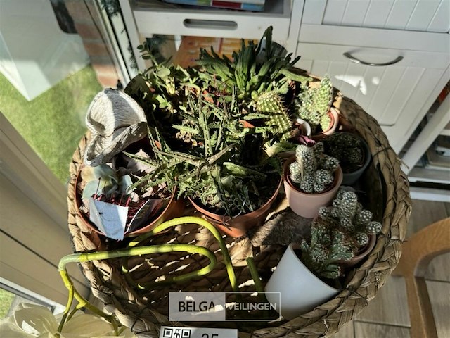 Div decoratie - afbeelding 2 van  5