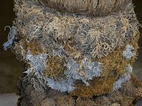 Div kransdecoratie - afbeelding 2 van  4