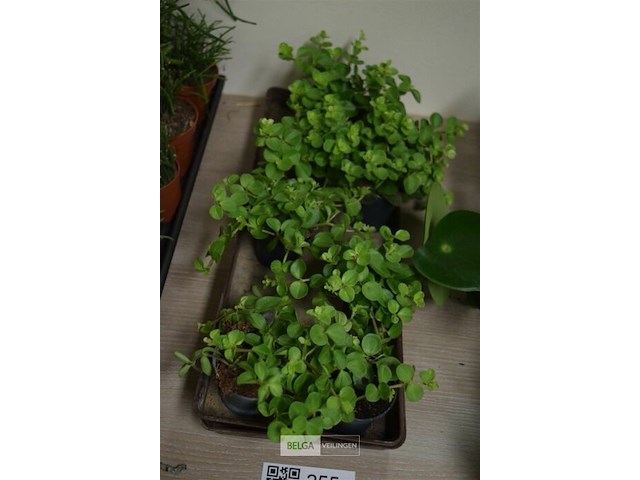 Div planten - afbeelding 1 van  3