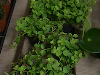 Div planten - afbeelding 1 van  3