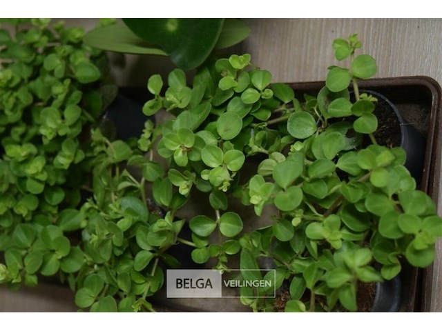 Div planten - afbeelding 2 van  3