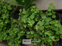 Div planten - afbeelding 2 van  3