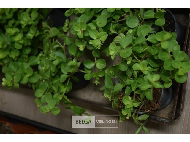 Div planten - afbeelding 3 van  3