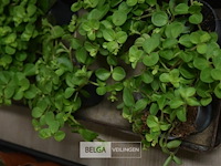 Div planten - afbeelding 3 van  3