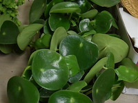 Div planten - afbeelding 1 van  3