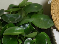 Div planten - afbeelding 2 van  3