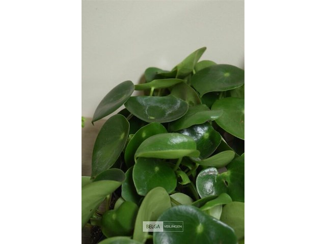 Div planten - afbeelding 3 van  3