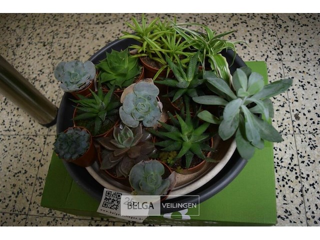 Div planten - afbeelding 1 van  4